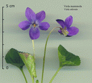 Sweet Violet